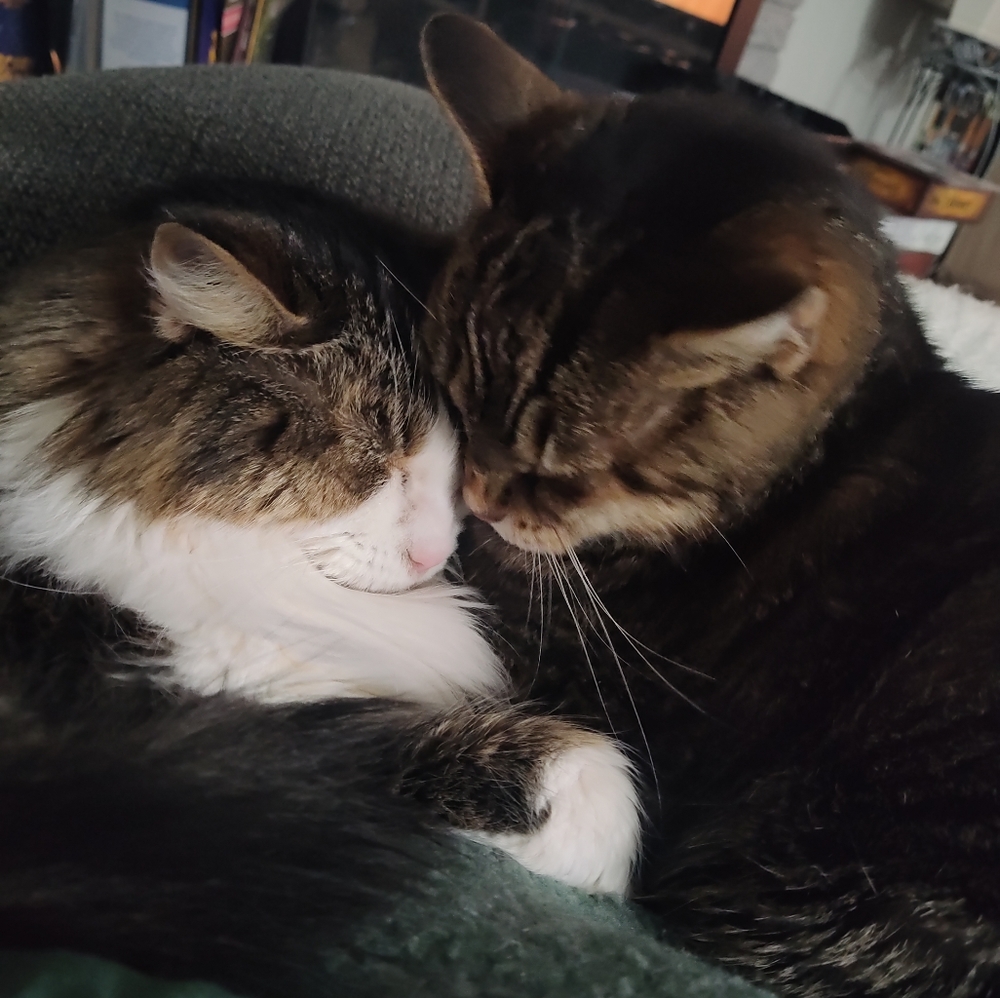 Meet your Posher, Rachel